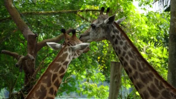 Twee giraffen in savanne — Stockvideo