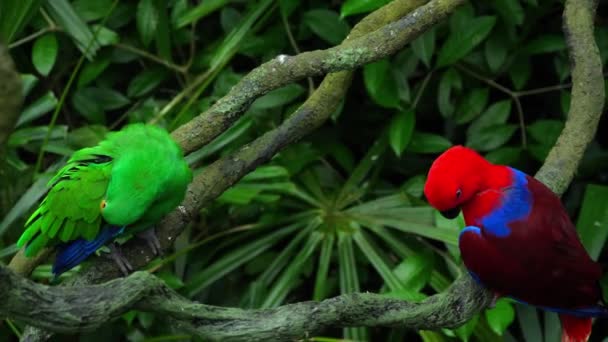 Green and red couple parrots — Stock Video