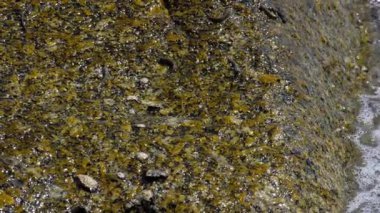 Rockskipper balık kayada inişli çıkışlı dalgalar, yakın çekim, yavaş hareket et kalınlığı ile yivli