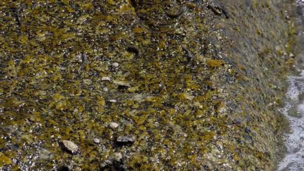 Рыба Скале Раскатывающиеся Волны Крупный План Замедленная Съемка — стоковое видео