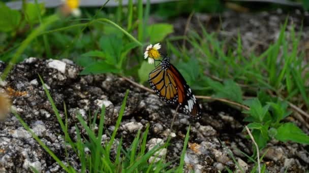Motyl monarcha na kwiatach — Wideo stockowe