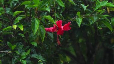 Yağmur altında kırmızı hibiscus çiçek