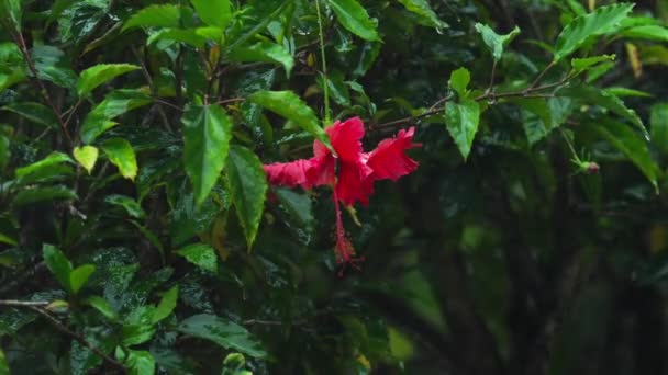 Rote Hibiskusblüte unter Regen — Stockvideo