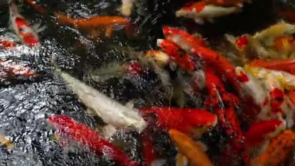 Koi-Fische im Teich essen. — Stockvideo