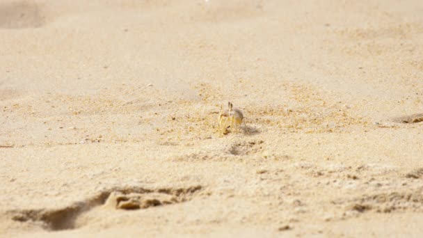 Crab on the sandy beach — Stock Video