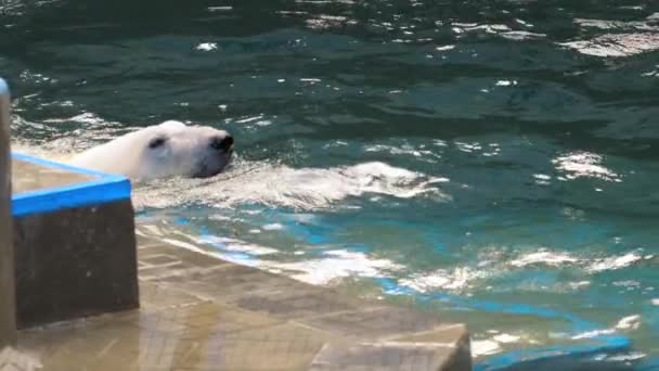 Eisbär spielt im Wasser — Stockvideo