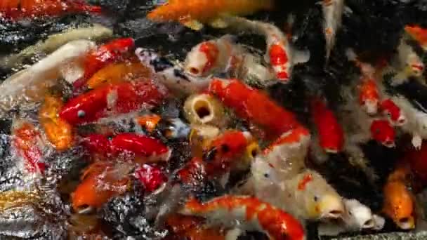 Koi-Fische im Teich essen. — Stockvideo