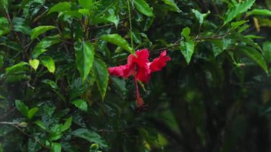Tropikal yağmur, yavaş hareket altında kırmızı Hibiscus çiçek
