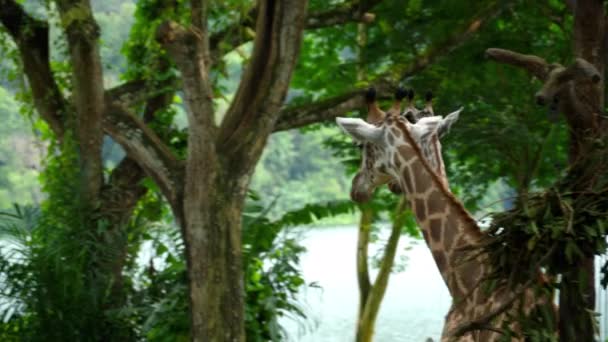 Два жирафа в Саванне — стоковое видео