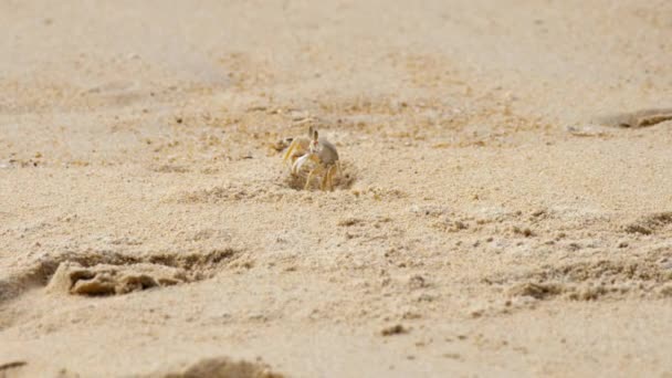 Crab on the sandy beach — Stock Video