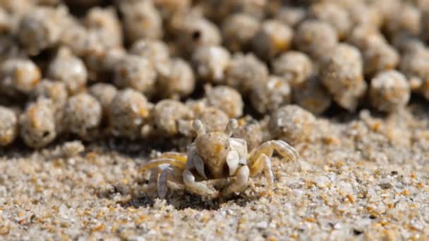 Caranguejo borboleta de areia, close-up — Vídeo de Stock