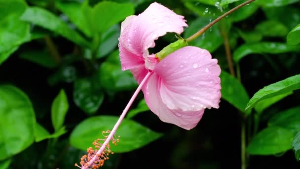 Roze hibiscus bloem na regen — Stockvideo