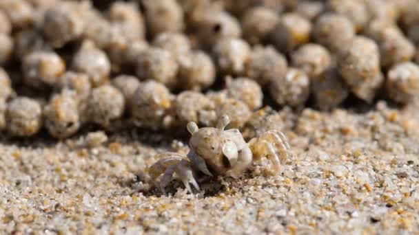 Sand bubbelflaskan krabba, närbild — Stockvideo