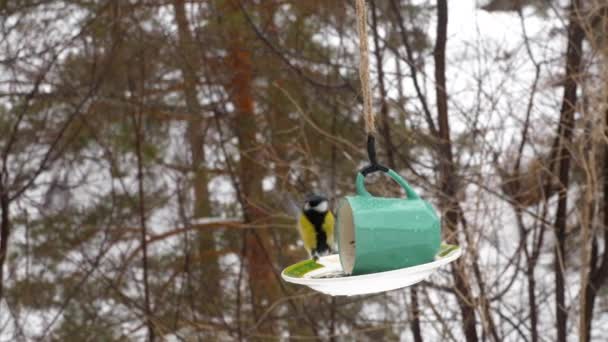 Alimentador de aves en el parque — Vídeo de stock