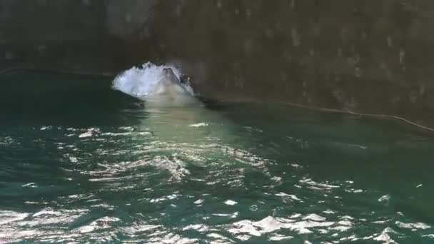 Isbjörn spelar i vatten — Stockvideo