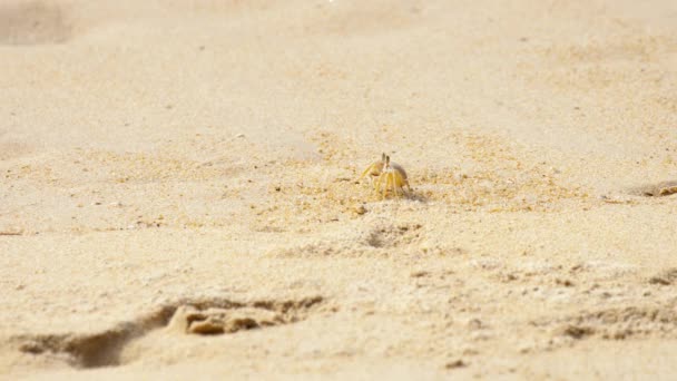Granchio sulla spiaggia di sabbia — Video Stock
