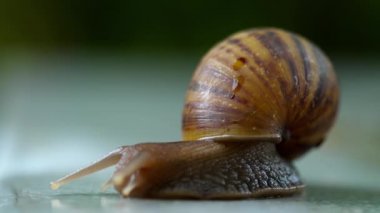 Bahçe salyangoz tarama, makro