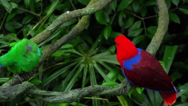 Yeşil ve kırmızı bir çift papağan — Stok video