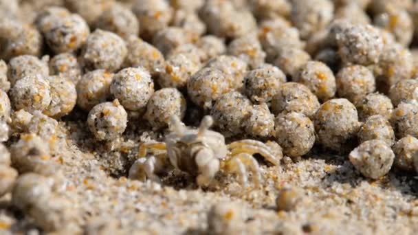 Sand bubbler crab, close-up — Stock Video