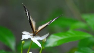 Malay lacewing, Cethosia cyane, Nymphalidae aile