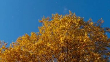 gökyüzü yaprak sararma ile sonbahar ağaçlar