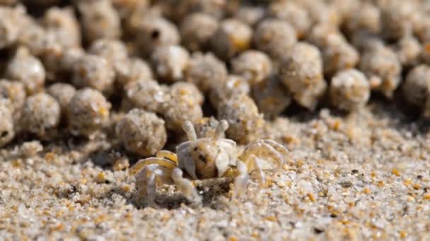 Granchio spumeggiante di sabbia, primo piano — Video Stock