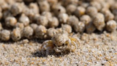 Kum bubbler yengeç, yakın çekim