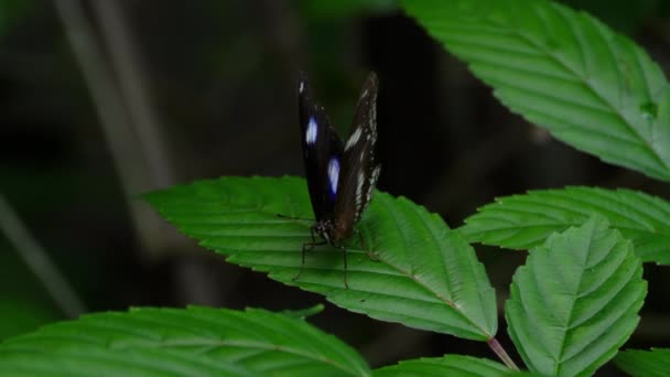 Tropisk fjäril Hypolimnas misippus — Stockvideo