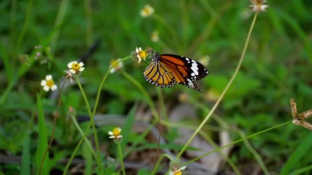Бабочка-монарх на цветке — стоковое видео