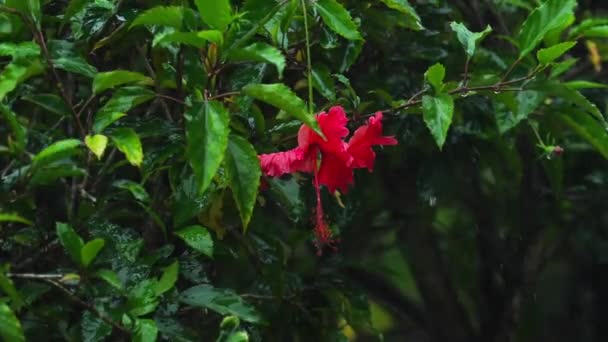 雨の下で赤いハイビスカスの花 — ストック動画