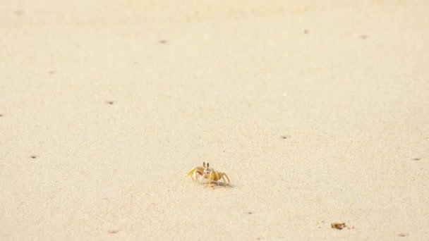 Cangrejo en la playa de arena — Vídeos de Stock