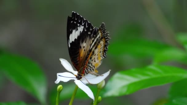 Malajiska lacewing, Cethosia sibilans, praktfjärilar — Stockvideo