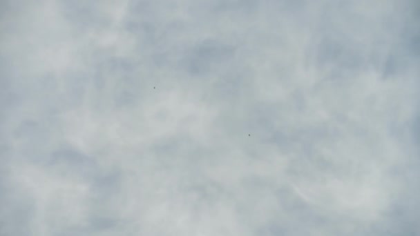 Fallschirmjäger im freien Flug — Stockvideo
