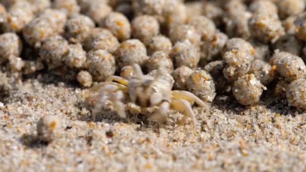 Песочный краб, крупный план — стоковое видео