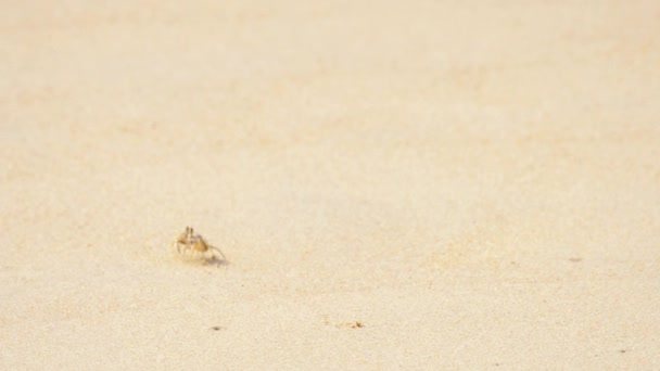 Granchio sulla spiaggia di sabbia — Video Stock