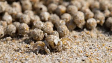 Kum bubbler yengeç, yakın çekim