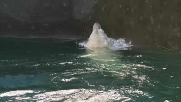 Белый медведь играет в воде — стоковое видео