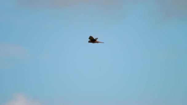 Flying Lesser Kestrel en el fondo del cielo — Vídeo de stock