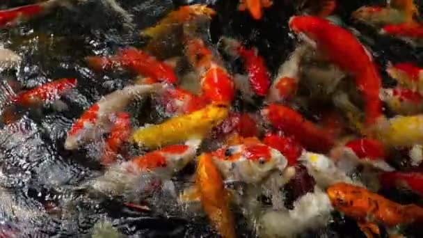 Koi fish in pond eating. — Stock Video