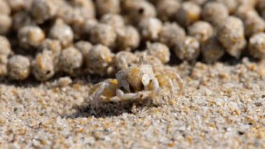 Kum bubbler yengeç, yakın çekim