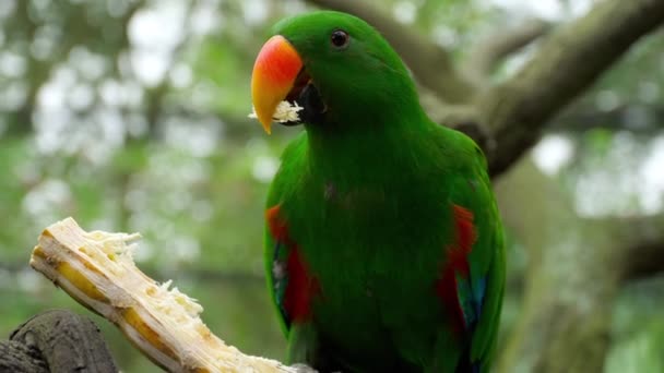 Eclectus parrot едят сахарный тростник — стоковое видео