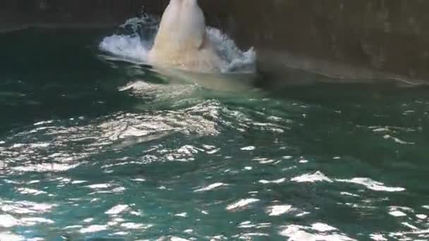 Полярний ведмідь грає у воді — стокове відео
