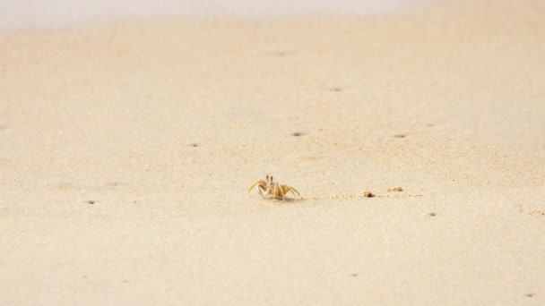 Krab op het zandstrand — Stockvideo