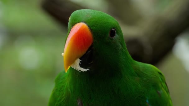 Eclectus parrot едят сахарный тростник — стоковое видео