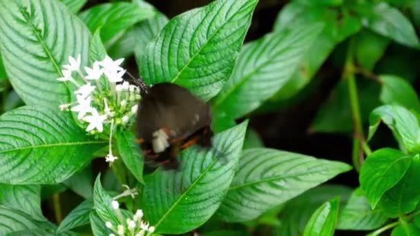 Farfalla Mormone Comune su un fiore — Video Stock