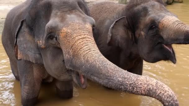 Olifanten voeren in Nationaal Park — Stockvideo