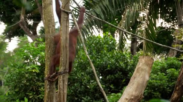 Орангутан на дереве — стоковое видео