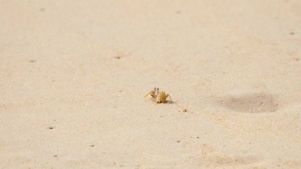 Crab on the sandy beach — Stock Video