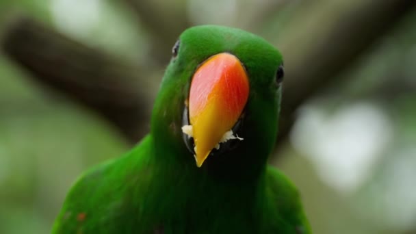 Eclectus papağanı yemek şeker kamışı — Stok video