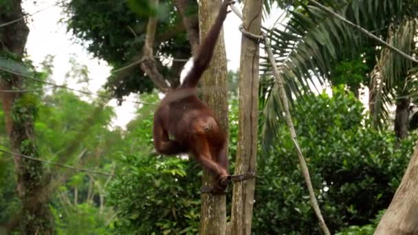 Orang-Utan auf dem Baum — Stockvideo